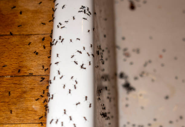 Best Pest Control Near Me in Peach Springs, AZ